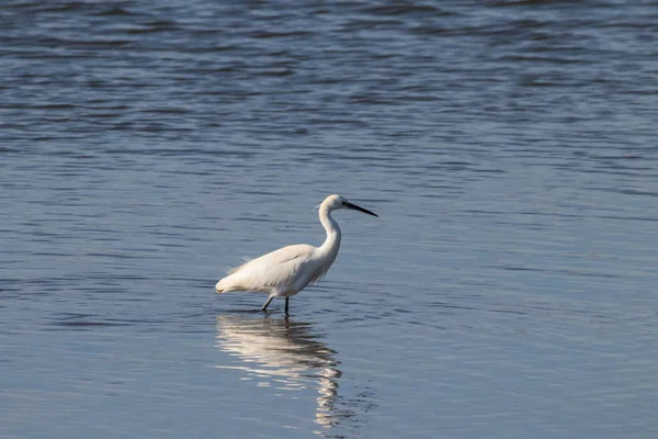 Küçük ak balıkçıl balıkçılık ve sulak Odiel tıraşlama