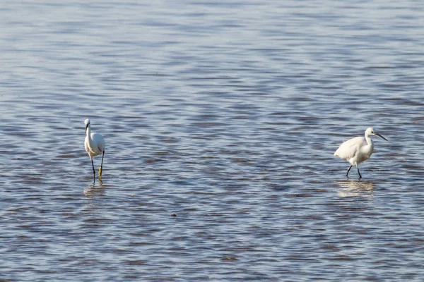 Petit couple d'aigrettes pêchant dans les zones humides Odiel — Photo