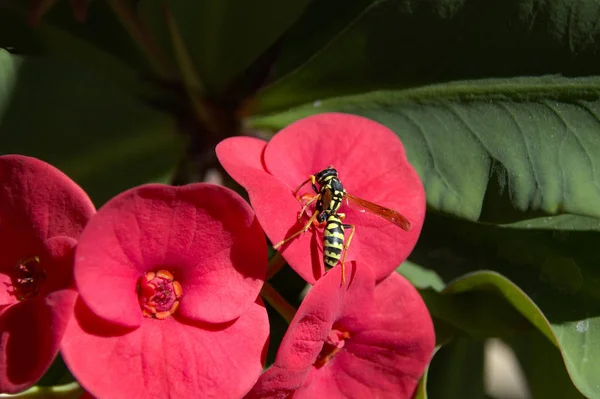 Wespe Schöner Roter Blume Huelva Andalusien Spanien — Stockfoto