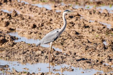 Gri balıkçıl doğal rezerv ve Milli Parkı Donana, Endülüs, İspanya.