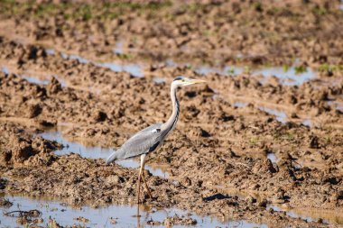 Doğal rezerv ve Milli Parkı Donana, Andalusi gri balıkçıl