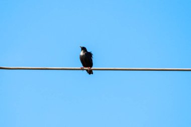 Lekesiz starling şarkı dinleme cihazı doğal rezerv ve Milli Parkı Donana, Endülüs, İspanya.