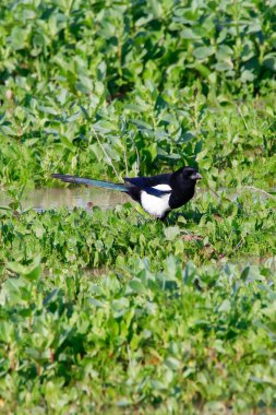 Ortak magpie çim doğal rezerv ve Milli Parkı Donana, Endülüs, İspanya