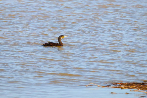 Aalscholver Zwemmen Vissen Natuurreservaat Nationaal Park Donana Andalusië Spanje — Stockfoto