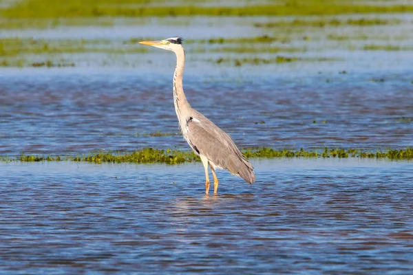 Garça Cinzenta Zonas Húmidas Reserva Natural Parque Nacional Donana Andaluzia — Fotografia de Stock