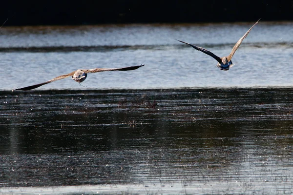 Ganso Greylag Volando Reserva Natural Parque Nacional Donana Andalucía España —  Fotos de Stock