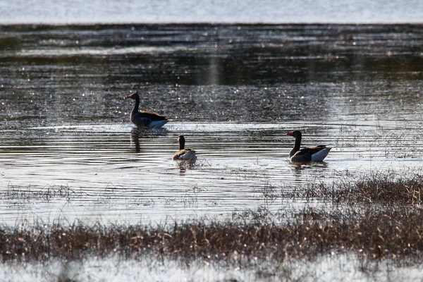 Greylag Goose Nuoto Nella Riserva Naturale Nel Parco Nazionale Donana — Foto Stock