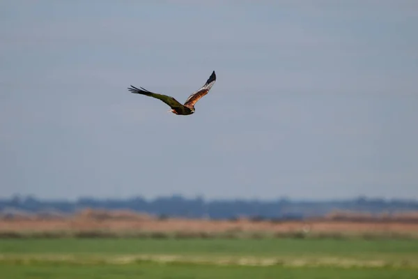 Aquilone Rosso Nella Riserva Naturale Nel Parco Nazionale Donana Andalusia — Foto Stock