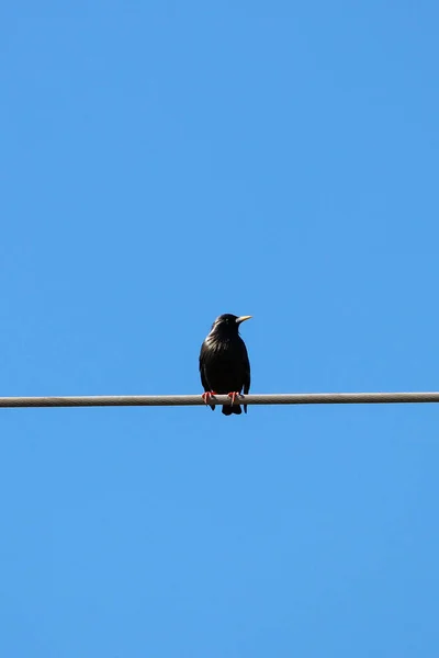 Estornino Impecable Cantando Alambre Reserva Natural Parque Nacional Donana Andalucía — Foto de Stock