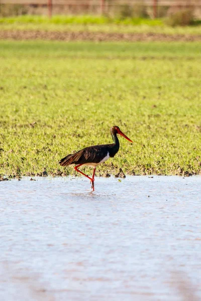 Sweet landscape of Black Stork in wetlands in Donana park