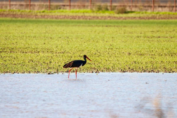 Sweet landscape of Black Stork in wetlands in natural reserve and national park Donana, Andalusia, Spain. This natural reserve is one of places where Black stork arrives in migration