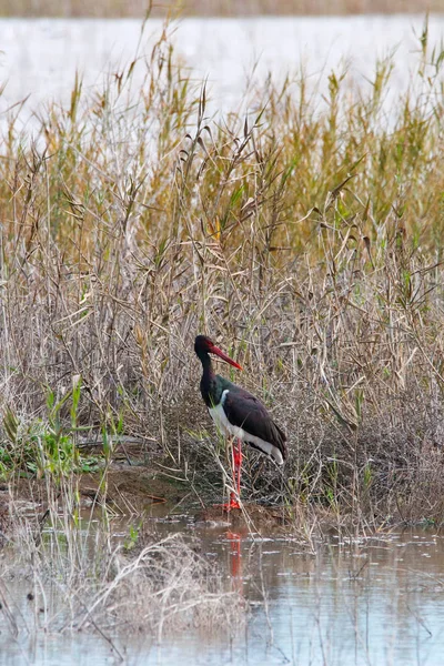 Sweet landscape of Black Stork in wetlands in natural reserve and national park Donana, Andalusia, Spain. This natural reserve is one of places where Black stork arrives in migration