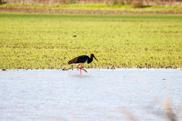 Sweet landscape of Black Stork in wetlands in national park Dona