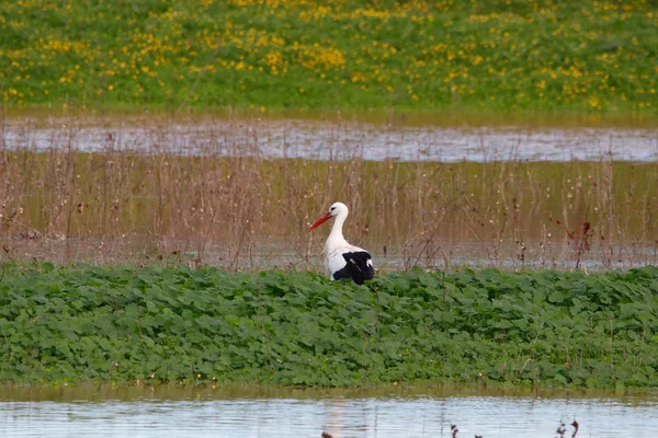 Słodki Krajobraz Bocian Biały Trawie Rezerwatu Przyrody Parku Narodowego Doñana — Zdjęcie stockowe