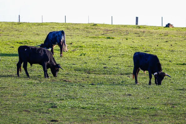 Bull Irritado Lutando Touro Pastando Reserva Natural Parque Nacional Donana — Fotografia de Stock