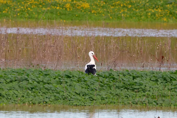 Paysage Doux Cigogne Blanche Herbe Dans Réserve Naturelle Parc National — Photo