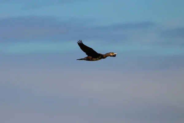 Aalscholver Vliegen Natuurreservaat Nationaal Park Donana Andalusië Spanje — Stockfoto