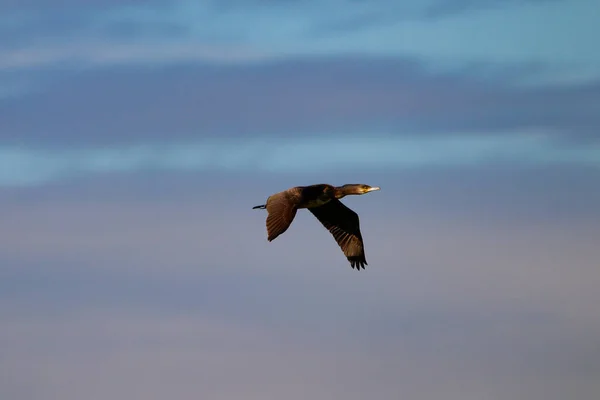 Mare Cormoran Care Zboară Rezervație Naturală Parc Național Donana Andaluzia — Fotografie, imagine de stoc