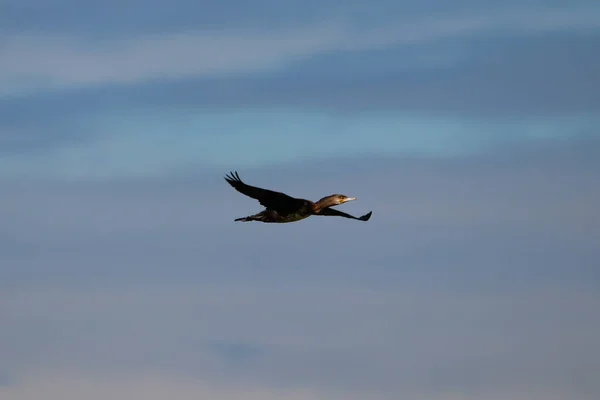 Mare Cormoran Care Zboară Rezervație Naturală Parc Național Donana Andaluzia — Fotografie, imagine de stoc