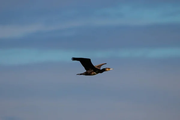 Mare Cormoran Care Zboară Rezervație Naturală Parc Național Donana Andaluzia — Fotografie, imagine de stoc