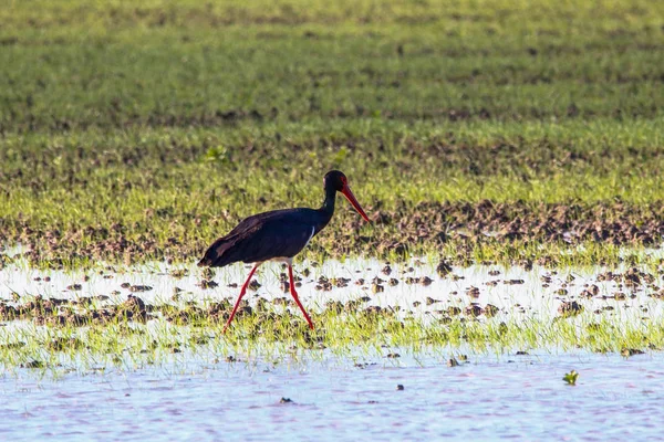 Sweet landscape of Black Stork in wetlands in natural reserve and national park Donana, Andalusia, Spain. This natural reserve is one of places where Black stork arrives in migration