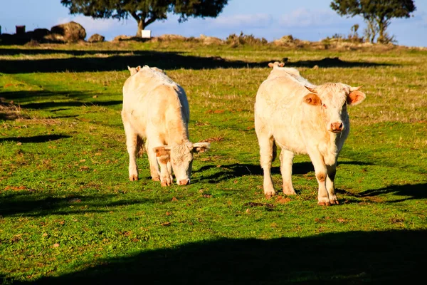 Vacas Pastando Prado Com Grama Verde Oliveiras Fundo Céu Azul — Fotografia de Stock