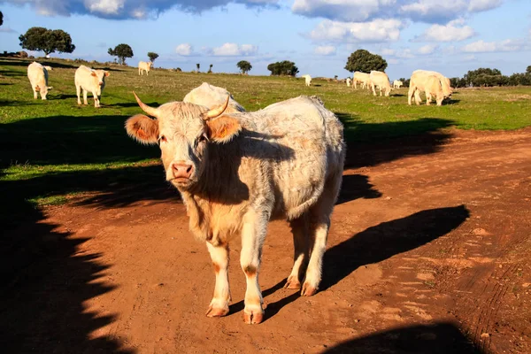 Vacas Pastando Prado Com Grama Verde Oliveiras Fundo Céu Azul — Fotografia de Stock