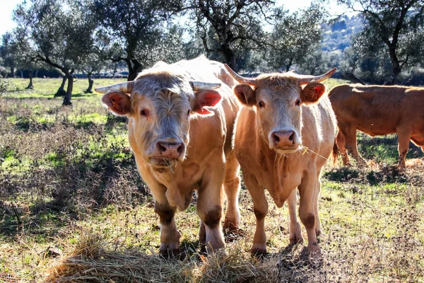 Vacas Pastando Prado Com Grama Verde Oliveiras Fundo Céu Azul — Fotografia de Stock