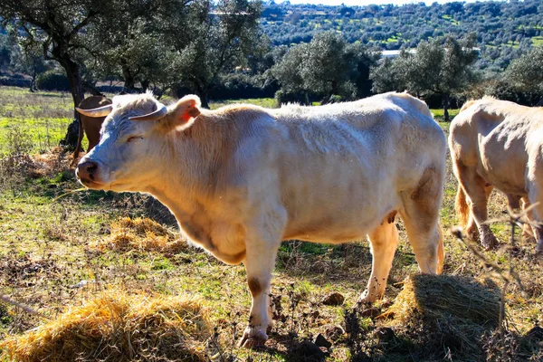 Vacas Pastando Prado Com Grama Verde Oliveiras Fundo Céu Azul — Fotografia de Stock