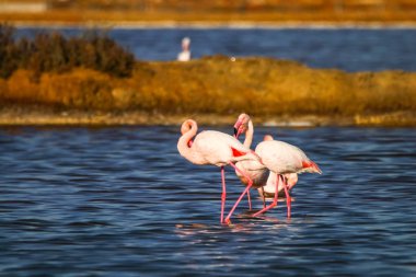 Flamingolar günbatımı doğal rezerv içinde tatlı peyzaj Huelva, Endülüs, İspanya 