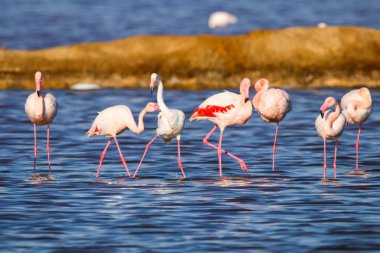 Flamingolar günbatımı doğal rezerv içinde tatlı peyzaj Huelva, Endülüs, İspanya 
