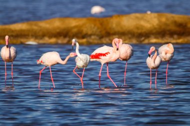 Flamingolar günbatımı doğal rezerv içinde tatlı peyzaj Huelva, Endülüs, İspanya 