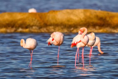 Flamingolar günbatımı doğal rezerv içinde tatlı peyzaj Huelva, Endülüs, İspanya 