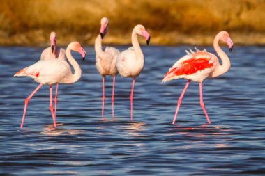 Flamingolar günbatımı doğal rezerv içinde tatlı peyzaj Huelva, Endülüs, İspanya 