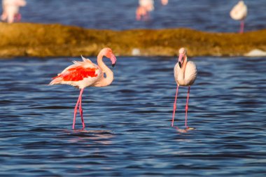 Flamingolar günbatımı doğal rezerv içinde tatlı peyzaj Huelva, Endülüs, İspanya 