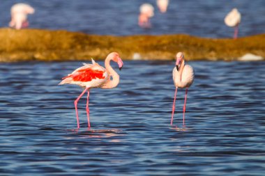 Flamingolar günbatımı doğal rezerv içinde tatlı peyzaj Huelva, Endülüs, İspanya 