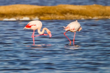 Flamingolar günbatımı doğal rezerv içinde tatlı peyzaj Huelva, Endülüs, İspanya 