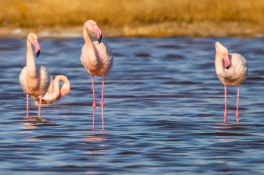 Flamingolar günbatımı doğal rezerv içinde tatlı peyzaj Huelva, Endülüs, İspanya 