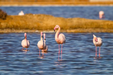 Flamingolar günbatımı doğal rezerv içinde tatlı peyzaj Huelva, Endülüs, İspanya 