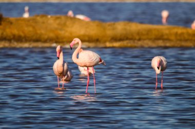 Flamingolar günbatımı doğal rezerv içinde tatlı peyzaj Huelva, Endülüs, İspanya 