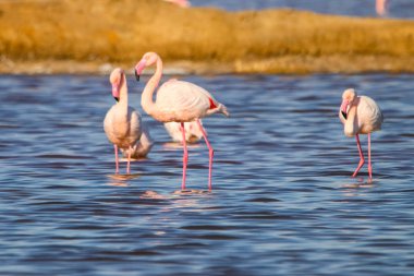 Flamingolar günbatımı doğal rezerv içinde tatlı peyzaj Huelva, Endülüs, İspanya 