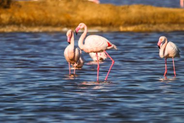 Flamingolar günbatımı doğal rezerv içinde tatlı peyzaj Huelva, Endülüs, İspanya 