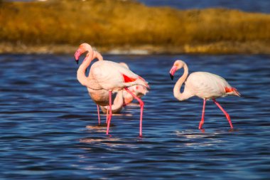 Flamingolar günbatımı doğal rezerv içinde tatlı peyzaj Huelva, Endülüs, İspanya 