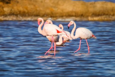 Flamingolar günbatımı doğal rezerv içinde tatlı peyzaj Huelva, Endülüs, İspanya 