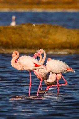 Flamingolar günbatımı doğal rezerv içinde tatlı peyzaj Huelva, Endülüs, İspanya 
