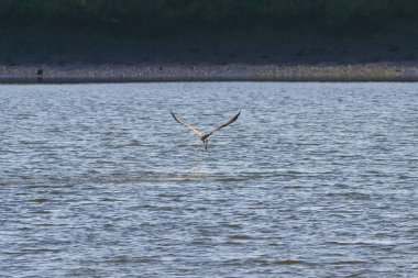 Osprey balıkçılık doğal rezerv adlı 