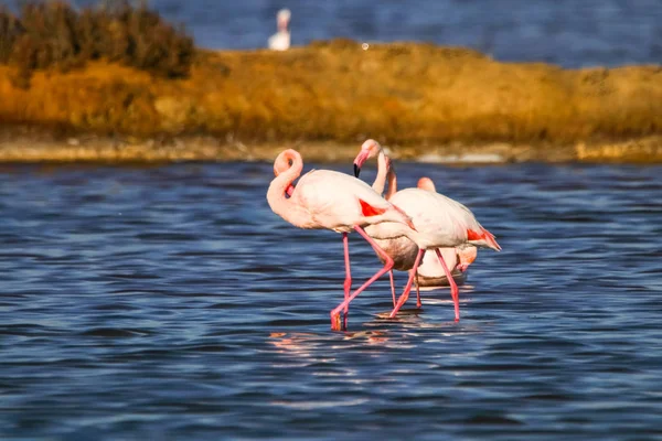 Sweet landscape of flamingos in sunset in natural reserve named "Marismas del Odiel" in Huelva, Andalusia, Spain. This natural reserve is one of limited places where flamingos reproduce in Europe — Stock Photo, Image