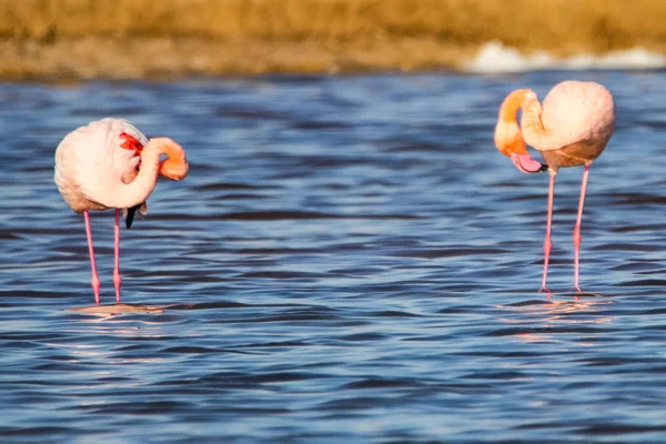 Süße Landschaft Von Flamingos Sonnenuntergang Naturschutzgebiet Marismas Del Odiel Huelva — Stockfoto