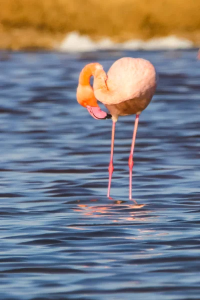 Dulce paisaje de flamencos al atardecer en reserva natural denominada "Marismas del Odiel" en Huelva, Andalucía, España. Esta reserva natural es uno de los lugares limitados donde los flamencos se reproducen en Europa — Foto de Stock