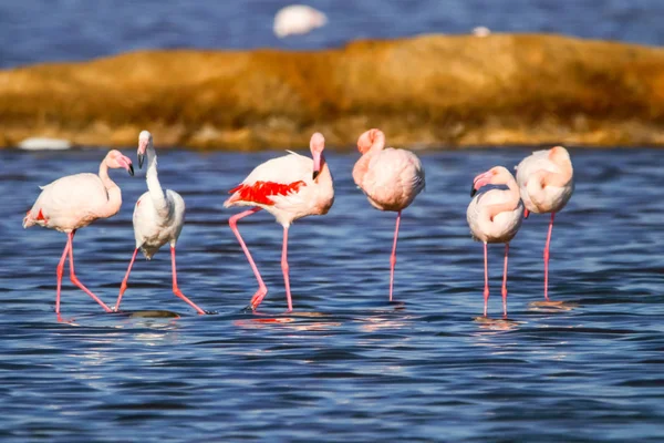 Süße Landschaft von Flamingos im Sonnenuntergang im Naturschutzgebiet "Marismas del odiel" in Huelva, Andalusien, Spanien. Dieses Naturschutzgebiet ist einer der wenigen Orte, an denen sich Flamingos in Europa vermehren — Stockfoto